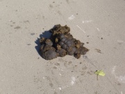 Lószar a bringaúton