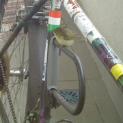 Füzike repülni tanul